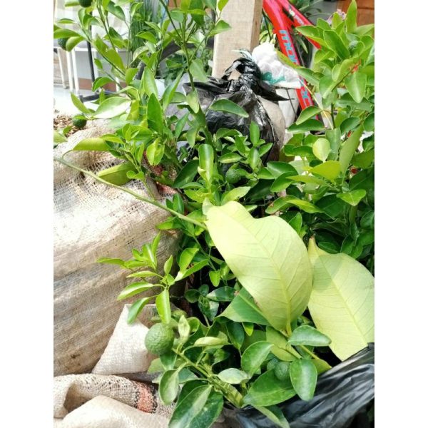 Pohon Jeruk Limau Okulasi SIAP Berbuah Limo Sambal