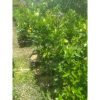 Pohon Jeruk Purut Angka 8 Tinggi 1 Meter Rimbun