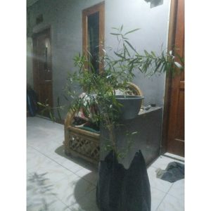 Pohon Kayu Putih 1,5 Meter Rimbun Segar