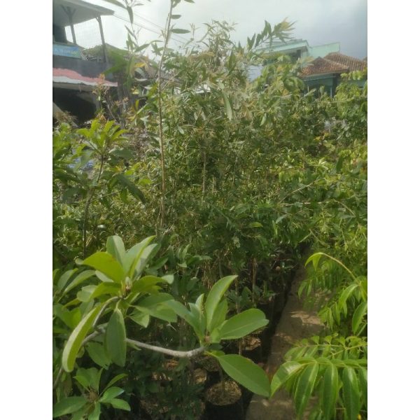Pohon Kayu Putih 1,5 Meter Rimbun Segar