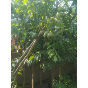 Pohon Kedongdong 2 meter