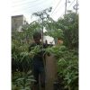 Pohon Kedongdong 2 meter