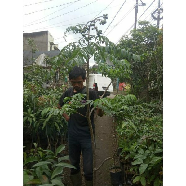 Pohon Kedongdong 2 meter