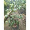 Pohon Kelengkeng 1 meter sudah siap berbuah