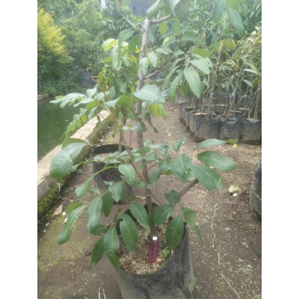Pohon Kelengkeng 1 meter sudah siap berbuah