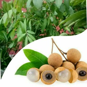 Pohon Kelengkeng 1 meter sudah siap berbuah