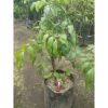 Pohon Kelengkeng 1 meter sudah siap berbuah