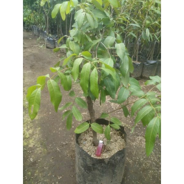 Pohon Kelengkeng 1 meter sudah siap berbuah