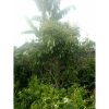 Pohon Kelengkeng Besar Full Bunga