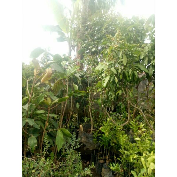 Pohon Kelengkeng Besar Full Bunga