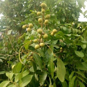 Pohon Kelengkeng Besar Full Bunga