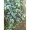 Pohon Kopi Robusta 70cm