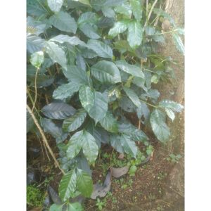 Pohon Kopi Robusta 70cm