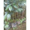 Pohon Kopi Robusta 70cm