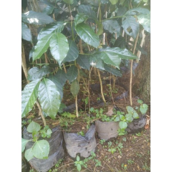 Pohon Kopi Robusta 70cm
