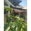 Pohon Mangga Arumanis 1,5 meter