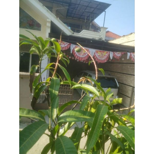Pohon Mangga Arumanis 1,5 meter