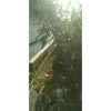 Pohon Mangga Arumanis 1,5 meter