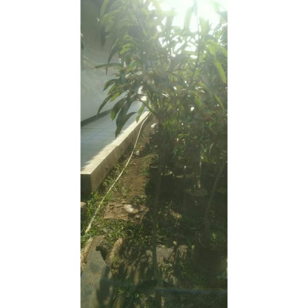 Pohon Mangga Arumanis 1,5 meter