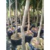 Pohon Mangga Arumanis 1,5 meter