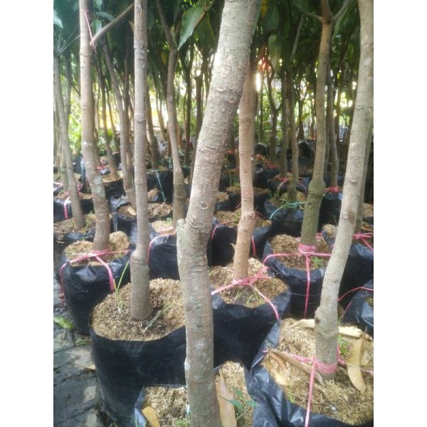 Pohon Mangga Arumanis 1,5 meter