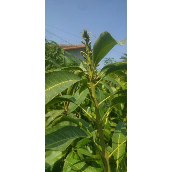 Pohon Mangga Arumanis 1,5 meter