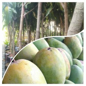 Pohon Mangga Arumanis 1,5 meter