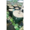 Pohon Mangga Arumanis 2 Meter Sudah Siap Berbuah