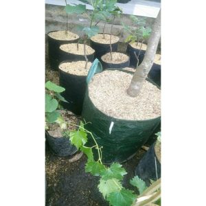 Pohon Mangga Arumanis 2 Meter Sudah Siap Berbuah