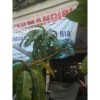 Pohon Mangga Arumanis 2 Meter Sudah Siap Berbuah