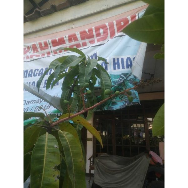 Pohon Mangga Arumanis 2 Meter Sudah Siap Berbuah