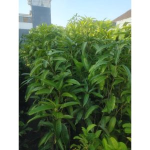 Pohon Mangga Nangklang 1.5 - 2.5 meter okulasi cepat berbuah