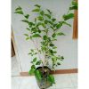 Pohon Murbei 1 meter berbuah