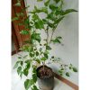 Pohon Murbei 1 meter berbuah