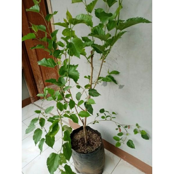 Pohon Murbei 1 meter berbuah