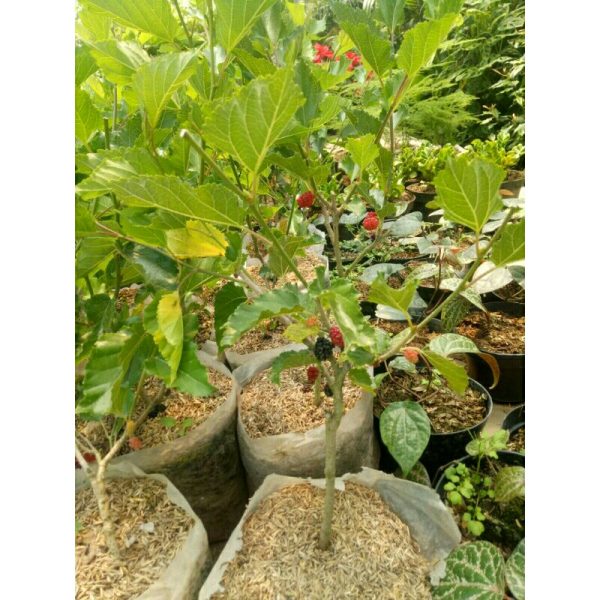 Pohon Murbei Manis sudah ber-buah murbai