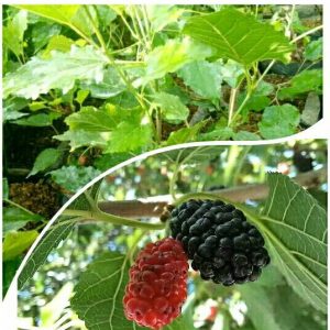 Pohon Murbei Manis sudah ber-buah murbai