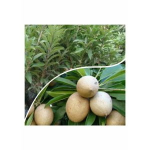Pohon Sawo sudah berbuah 1 meter
