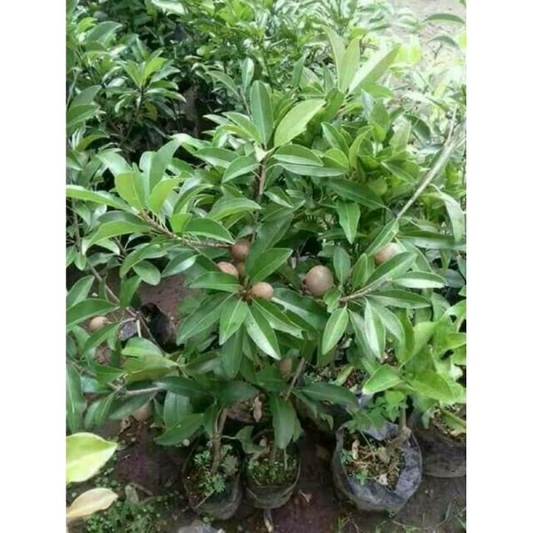 Pohon Sawo sudah berbuah 1 meter