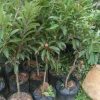 Pohon Sawo sudah berbuah 1 meter