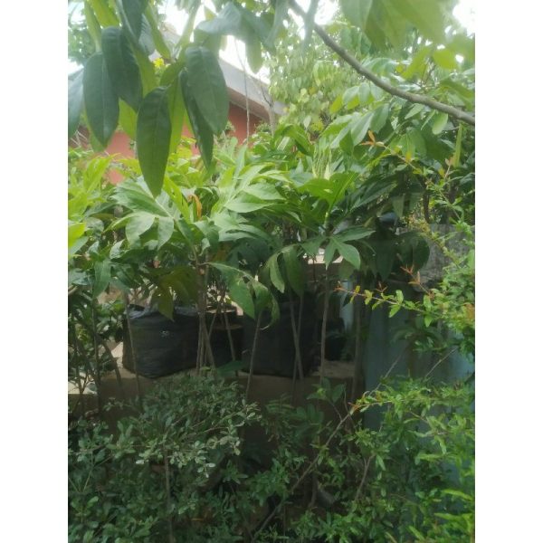 Pohon Sukun 1,5 meter