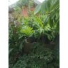 Pohon Sukun 1,5 meter
