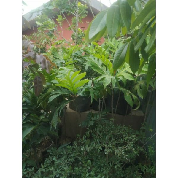 Pohon Sukun 1,5 meter