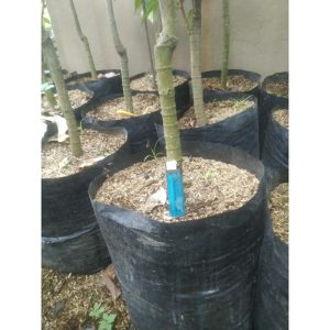 Pohon Sukun 1,5 meter