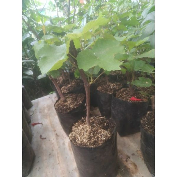 Tanaman Anggur Lokal merah stek batang