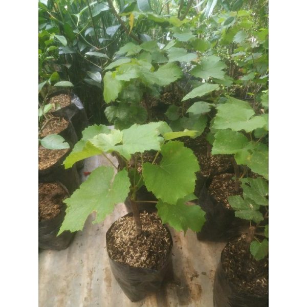 Tanaman Anggur Lokal merah stek batang