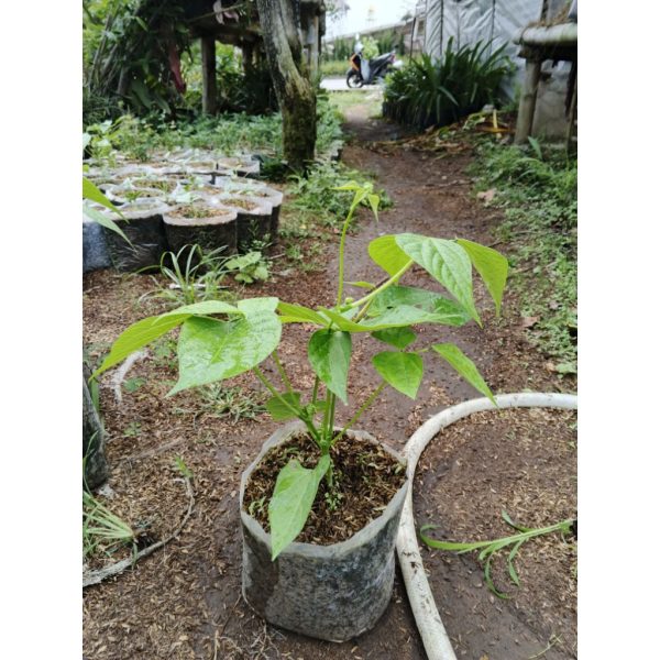 Tanaman Buncis Tegak Kenya Siap Berbuah