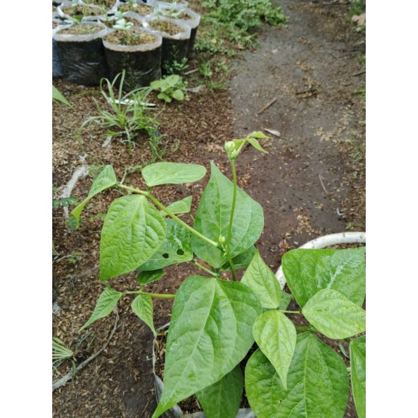 Tanaman Buncis Tegak Kenya Siap Berbuah
