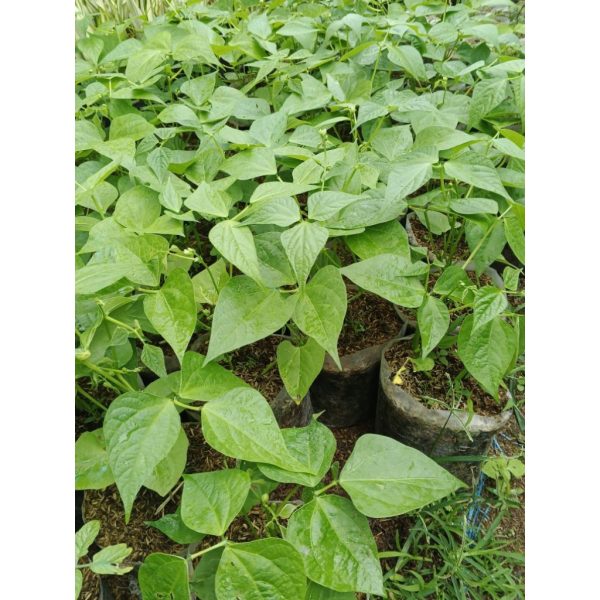 Tanaman Buncis Tegak Kenya Siap Berbuah