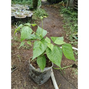 Tanaman Buncis Tegak Kenya Siap Berbuah